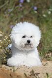 BICHON FRISE 281